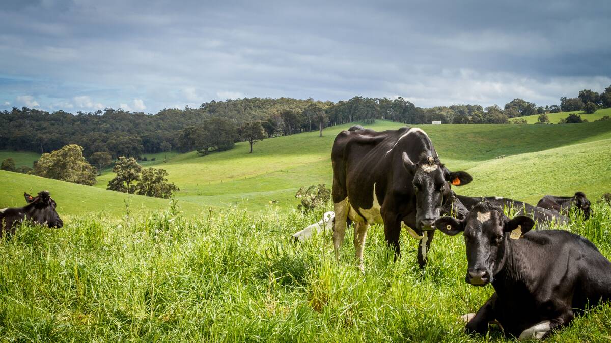 Dairy farmers will be milked for $3.1m, or 6pc of the entire levy. Picture by Chris de Blank.