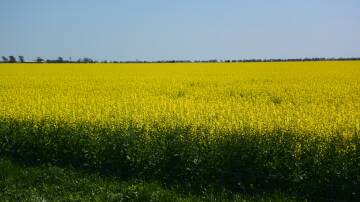 Australia could have a big canola year ahead according to the USDA. Photo by Gregor Heard.