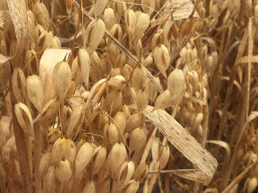 The Oat Grain Quality Consortium was launched earlier this month. Photo by Gregor Heard.