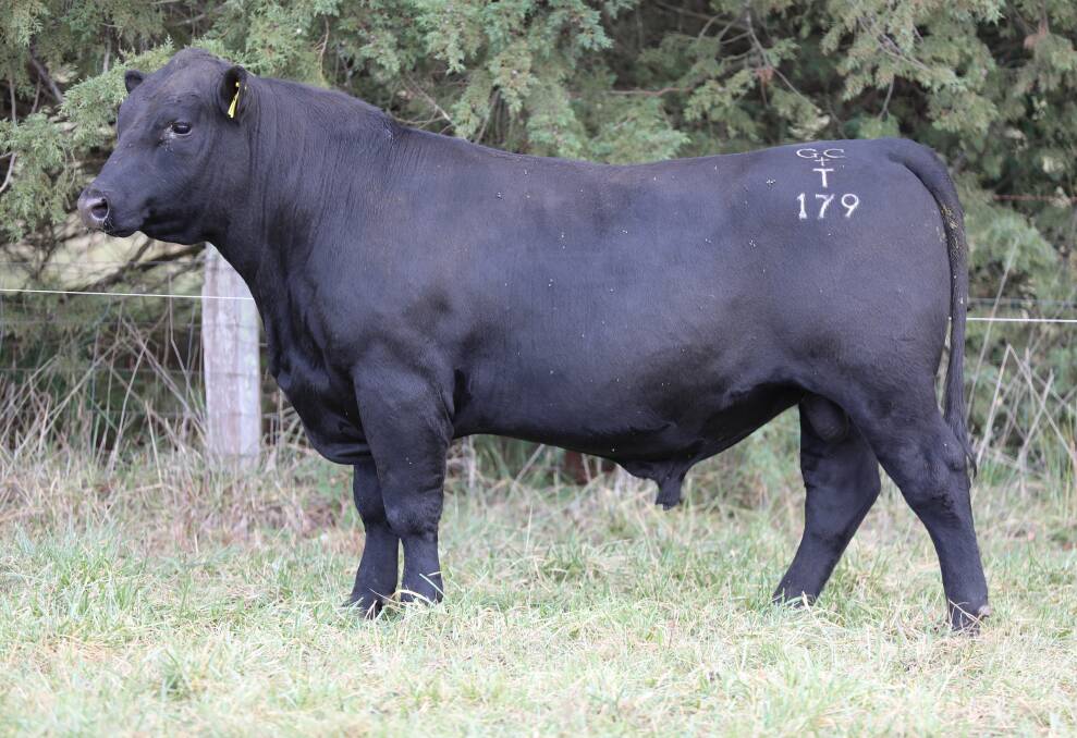 Dulverton Takeover Target T179 (lot 3) is by Landfall New Ground N90 son Rennylea R21, from Dulverton Peri L003, a daughter of Pathfinder Galaxy G476. T179. He's been used in the stud and is heifer safe, with scores of three for birthweight, weight for calving ease and seven for stayability. He's also got strong carcase traits, scoring nine for tenderness and eight for marbling. Picture supplied