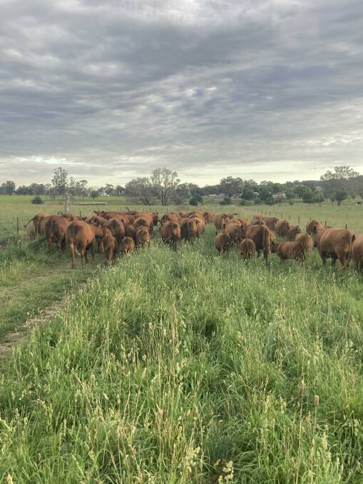 Mr Hobbs said Red Angus have got every attribute that a Black Angus has got and they can handle the heat a bit better. Picture supplied 