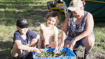 The whole extended family is rounded-up for hand picking olives in autumn, including Anne ONeill and her grandchildren Mitchell and Claire Holmes.
