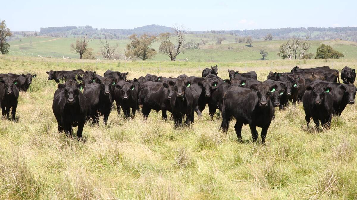 Lakeside is estimated to carry 1500 to 1750 cows, or fatten 3000 steers or background 4500 steers annually. Picture supplied