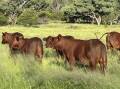 A productive breeder that has been carrying 1800 cows plus progeny has sold at auction for $21 million. Picture supplied