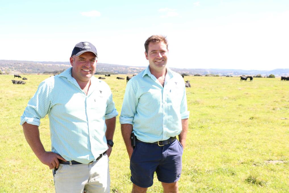 Landfall Angus co-principals Ed and Frank Archer plan on utilising Vytelle's hormone-free IVF in their herd for the next three years to trial the benefits of the breeding technology and improve their rate of genetic gain. Picture supplied