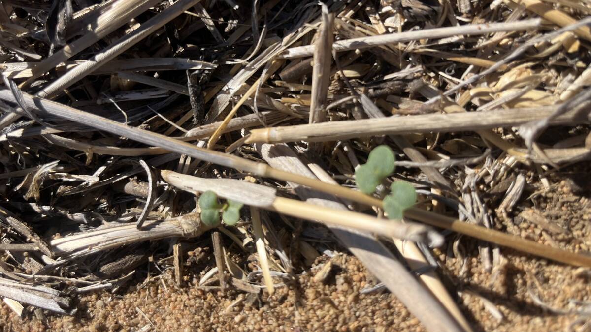 The OCallaghans have sown 600 hectares of 4520P and Nuseed Emu TruFlex canola starting on April 4 that is now germinating.